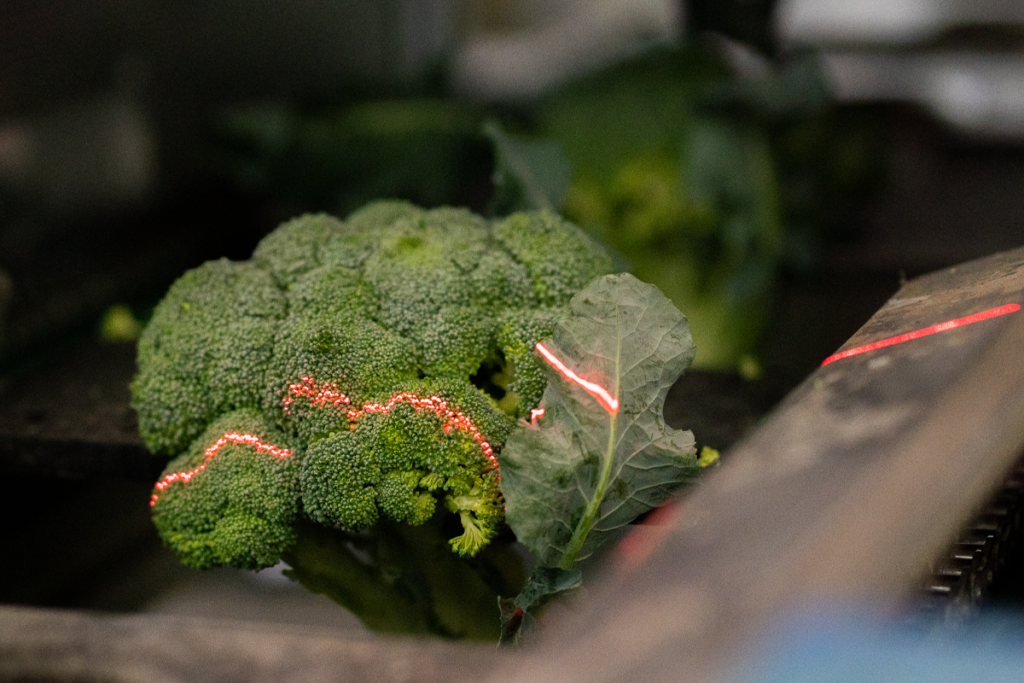 Calibradora_brocoli_ALSI