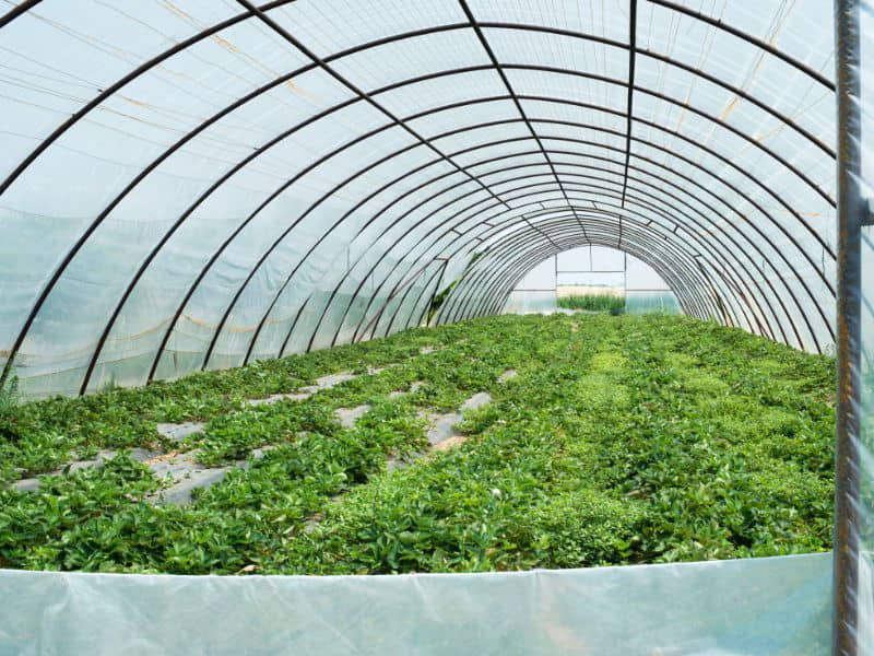 sistema de producción de alimentos en invernadero