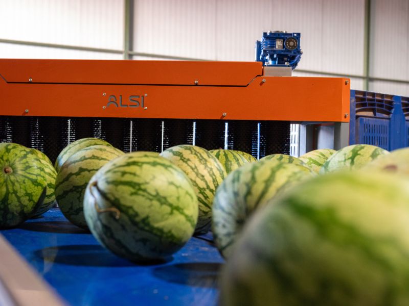 línea industrial de frutas y verduras